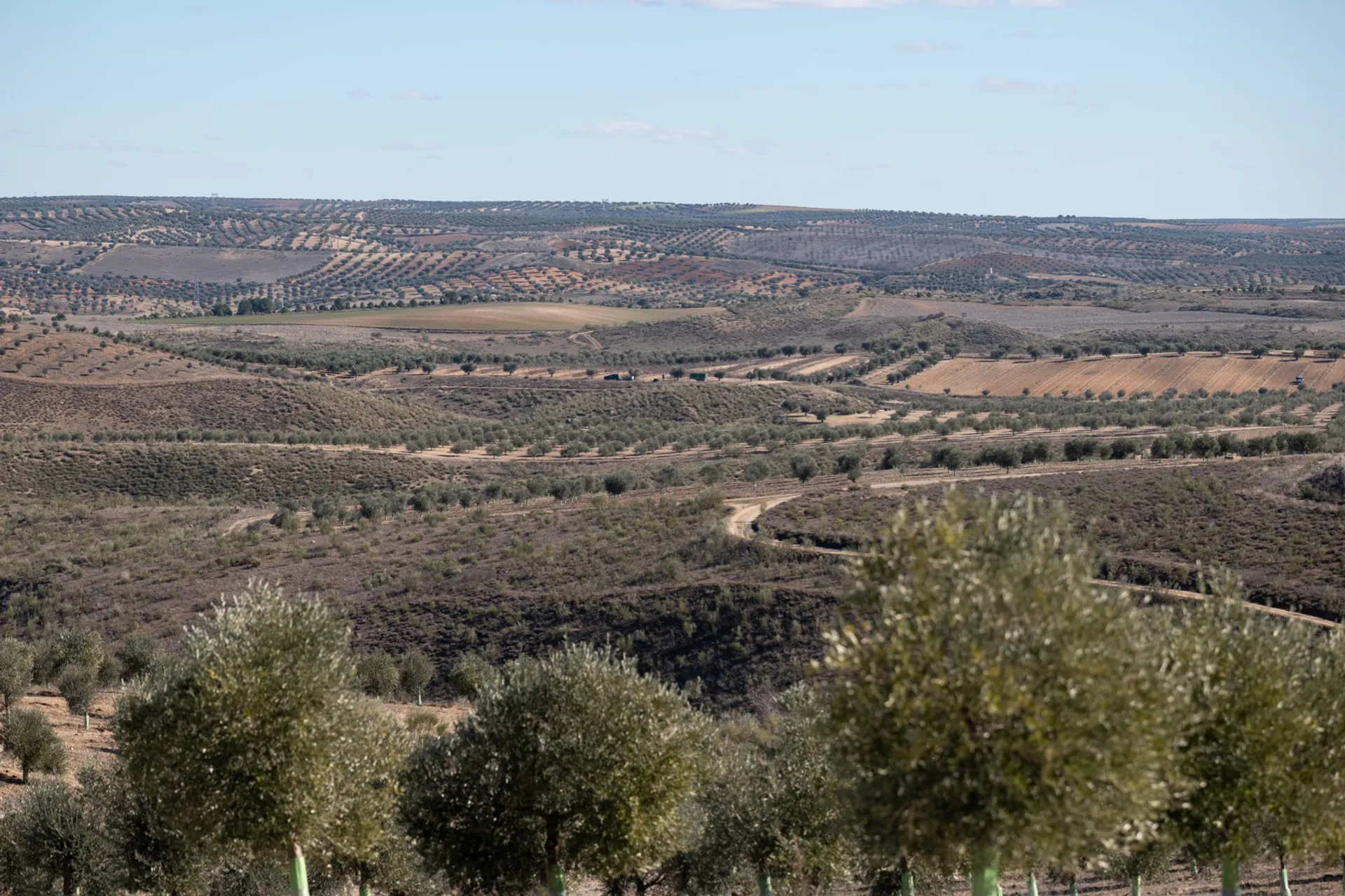 Organic Extra Virgin Olive Oil From Al Alma Del Olivo, Spain 