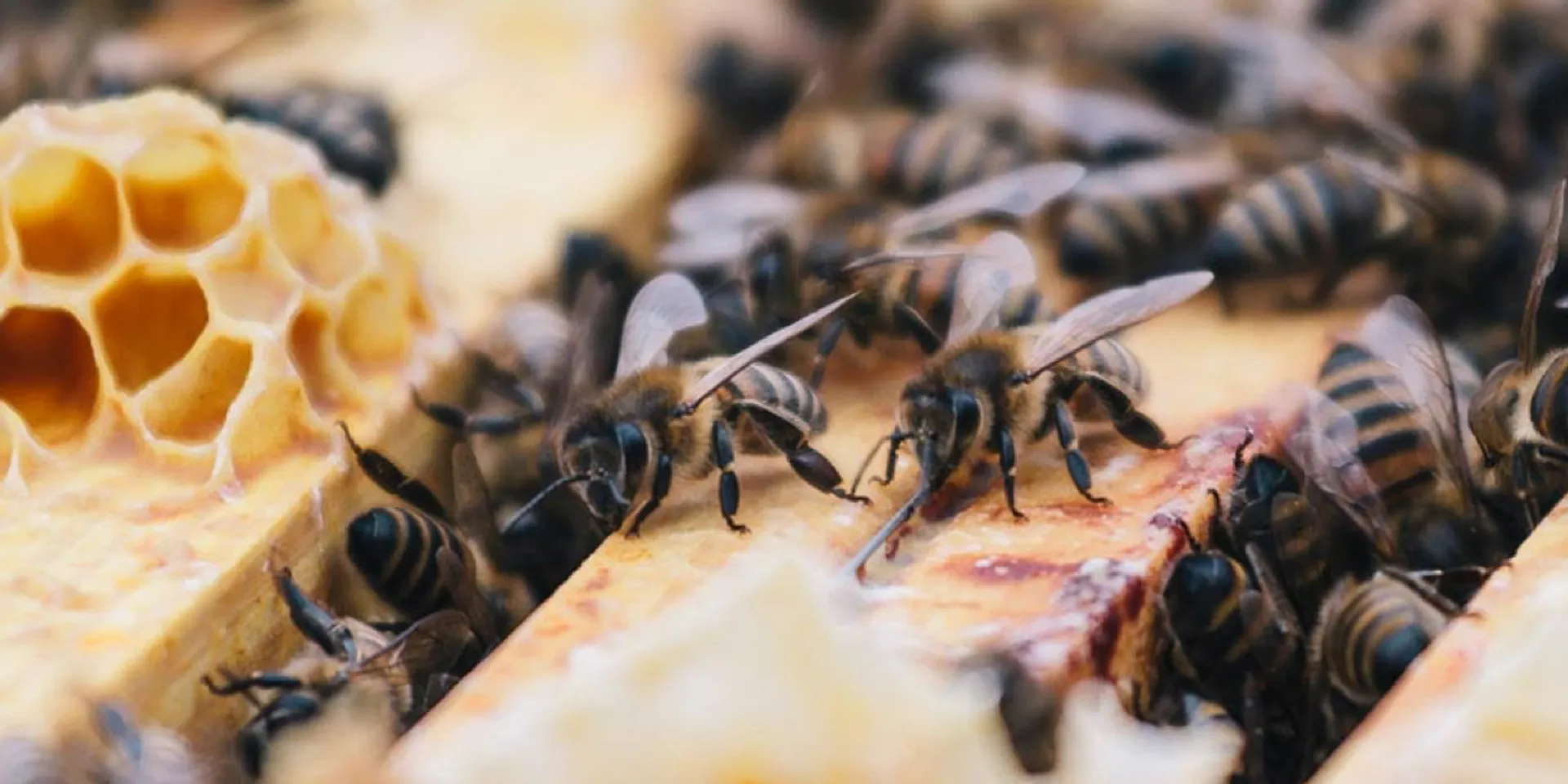 Organic Harz Honey De Harzer Honig, Germany 