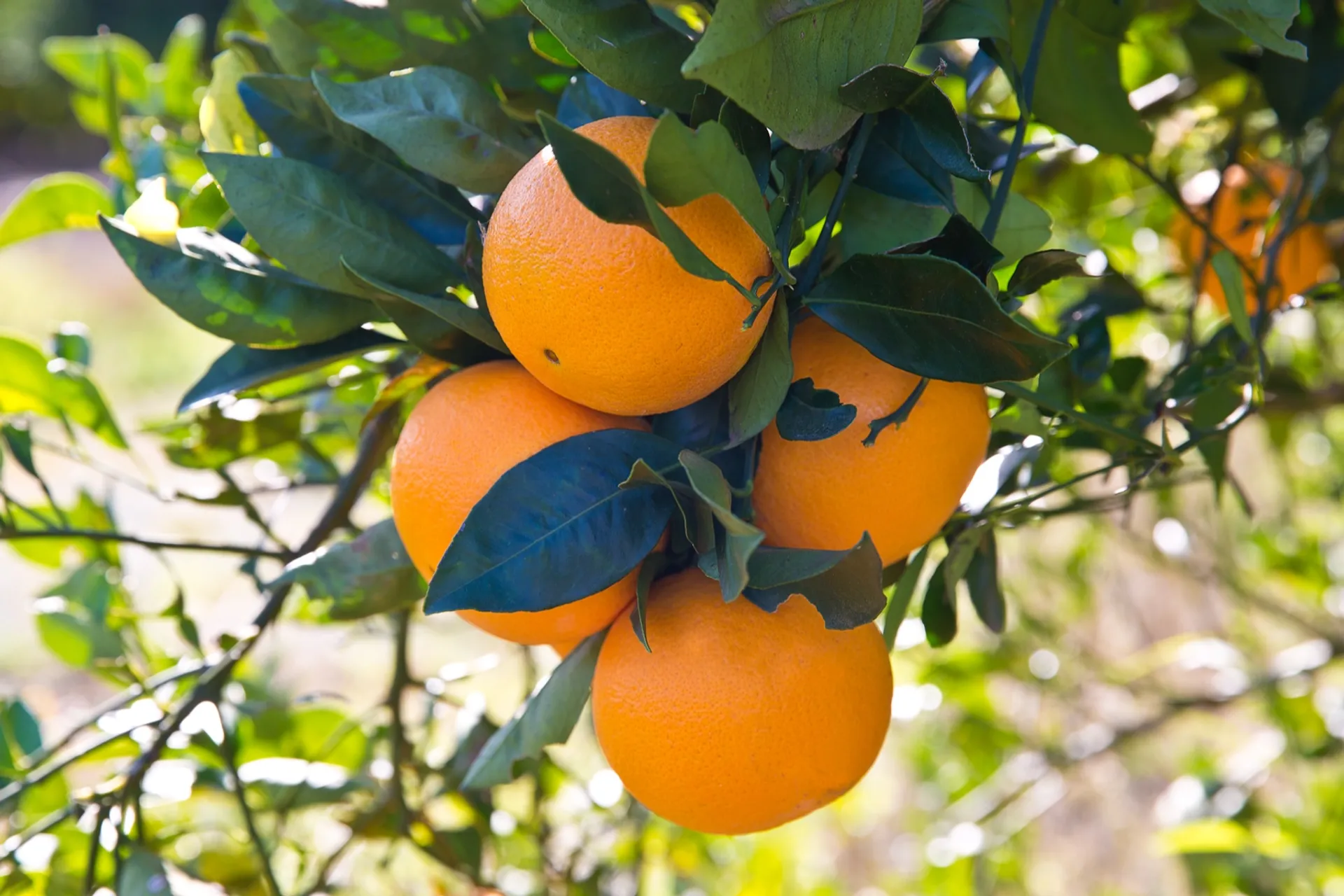 Organic oranges from CABET, Spain CrowdFarming farm fresh fruits and