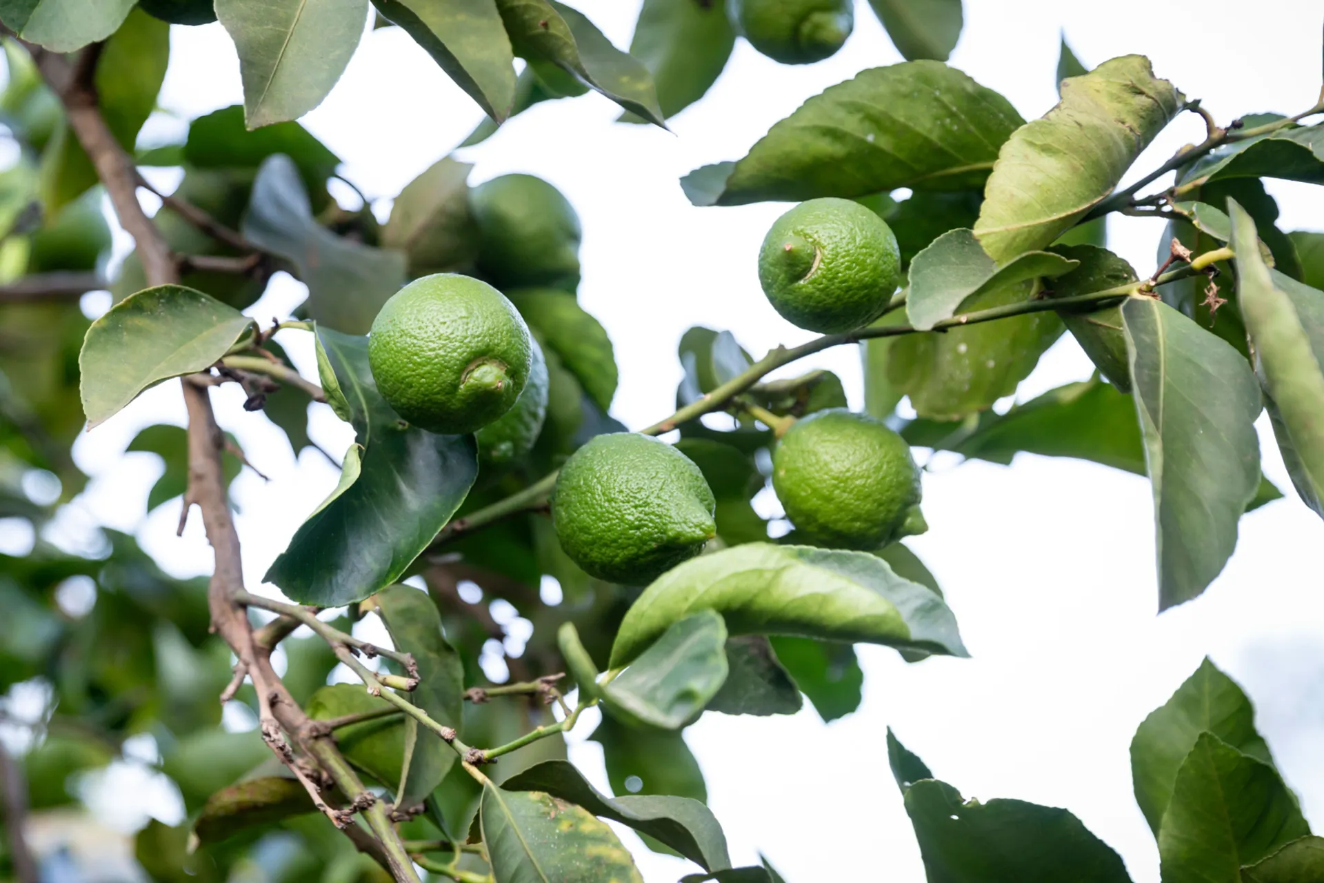 Olkerii Organic Rough Lemons - 500g (Limited Supply) - Greenspoon