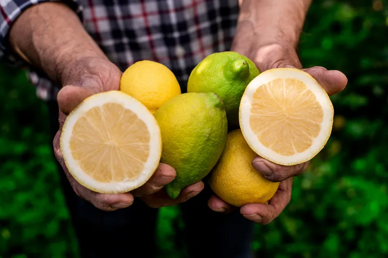 Regenerative Bio-Zitronen von Huerta del und liefern Saisonales Obst lassen Gemüse | Almanzora, Spanien CrowdFarming