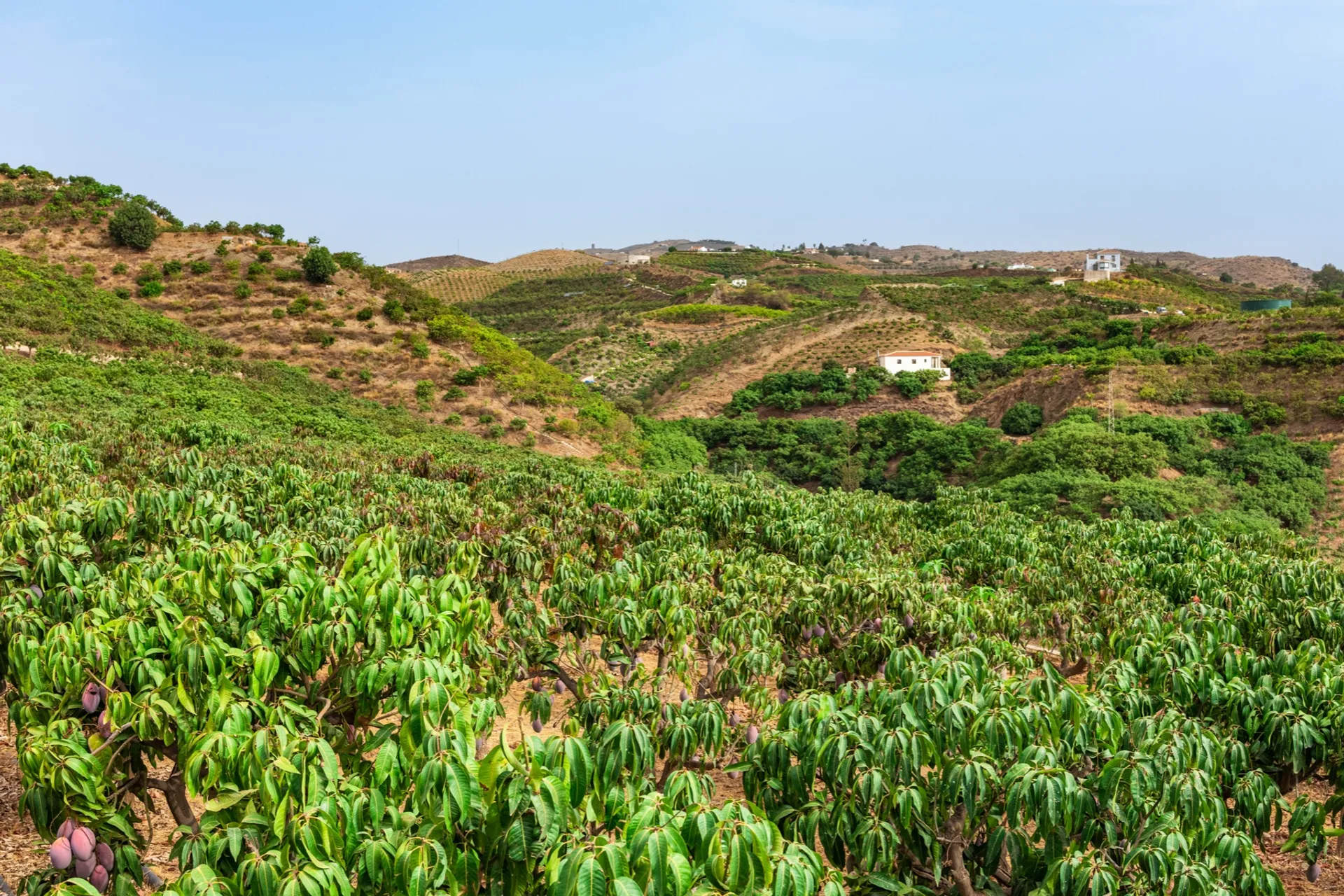 organic-tommy-atkins-mangoes-from-finca-clavero-spain-crowdfarming