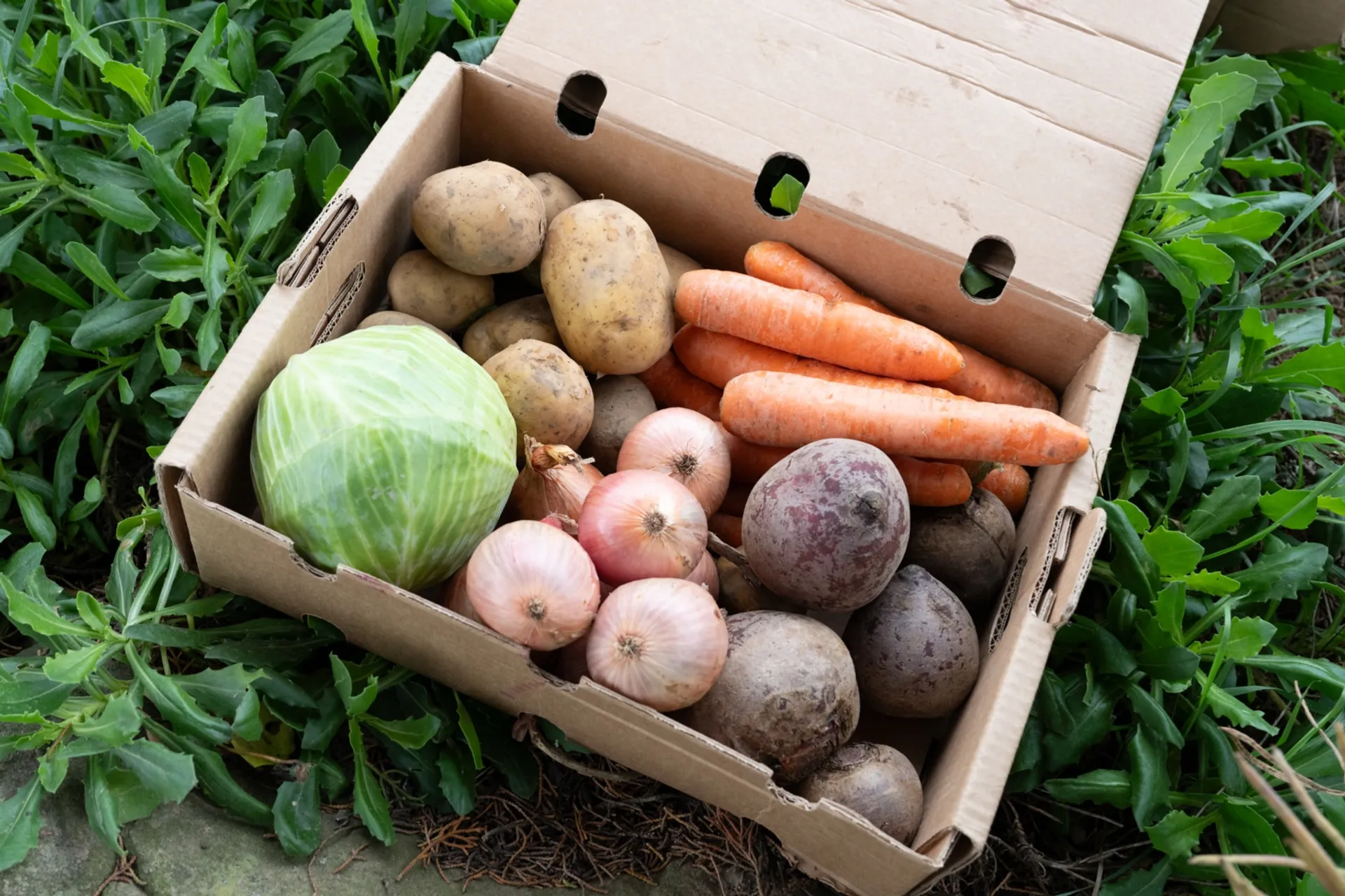 Organic seasonal vegetables from Ferme Ty Coz, France