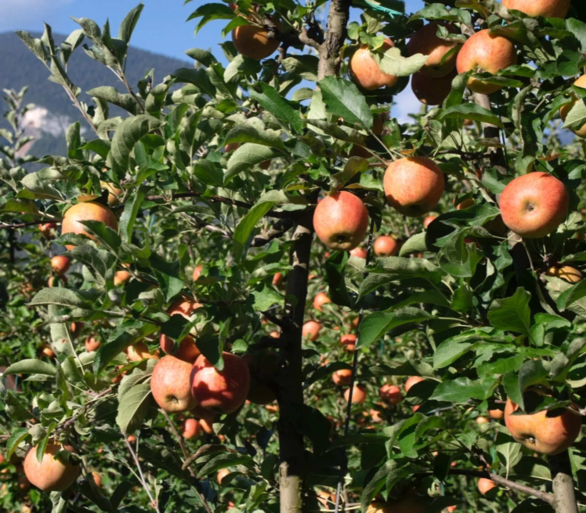 Mele fresche: importazione e distribuzione - Fratelli Orsero