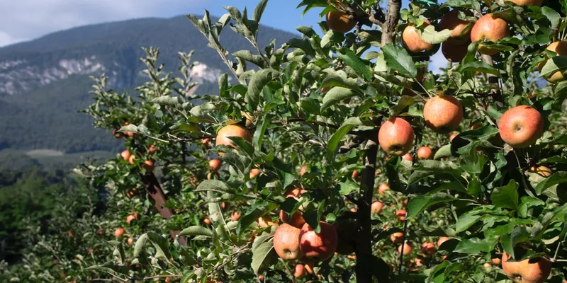 Mele e pere biologiche di Azienda Agricola Rossi, Italia