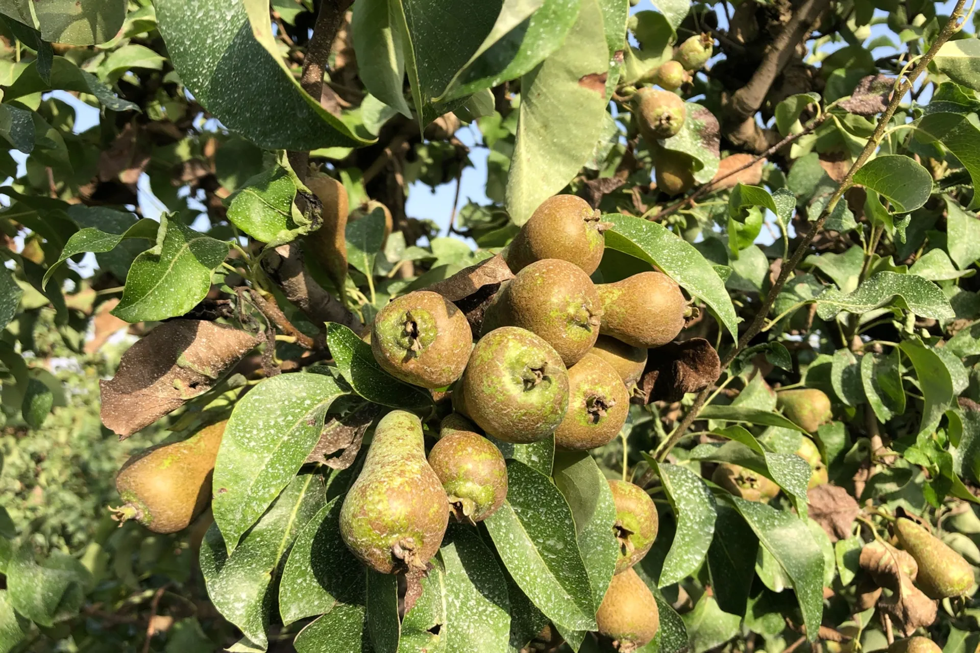 organic-pears-from-know-jou-bio-spain-crowdfarming-farm-fresh