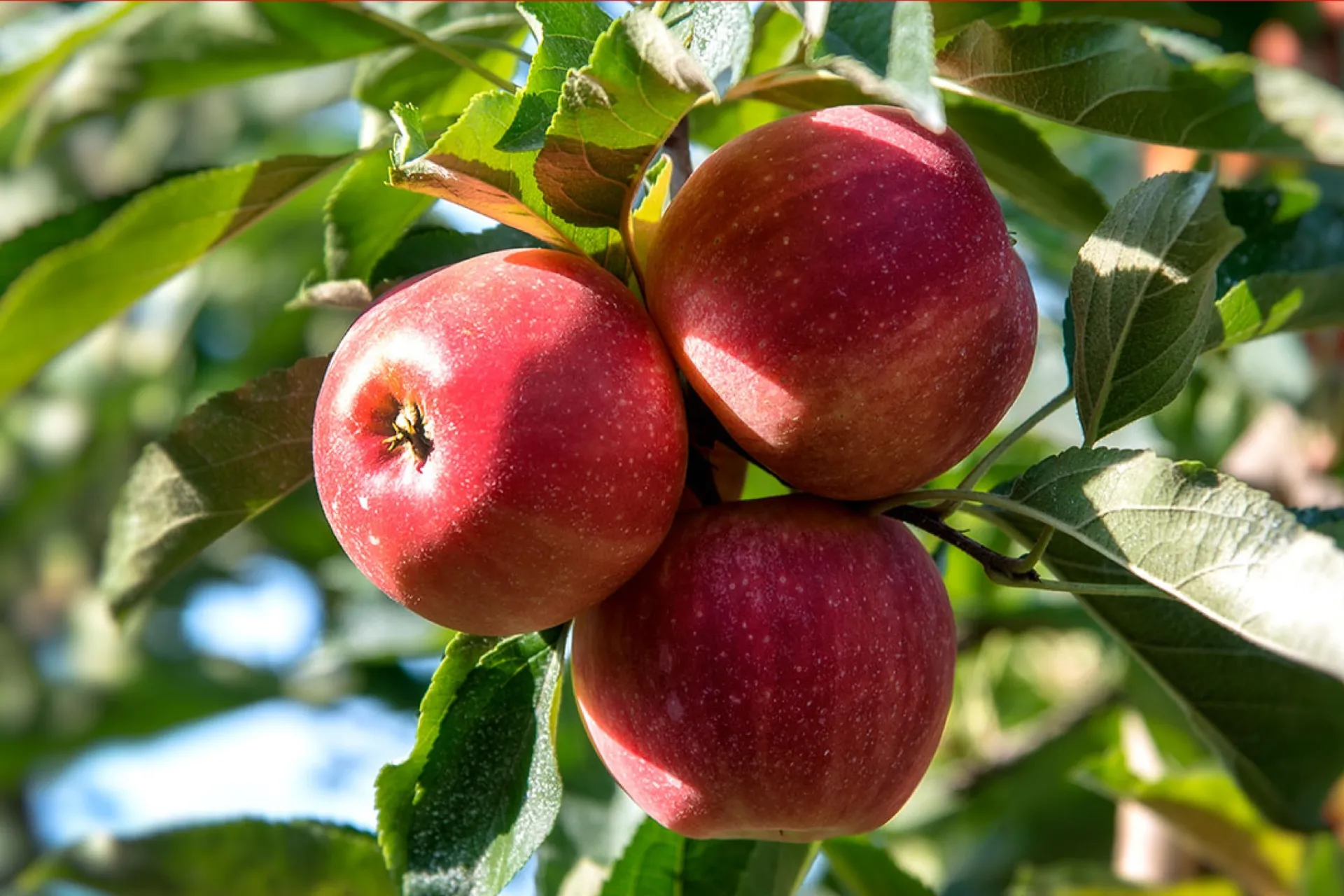 Organic Red Delicious Apples Biosüdtirol - Organic apples from South Tyrol