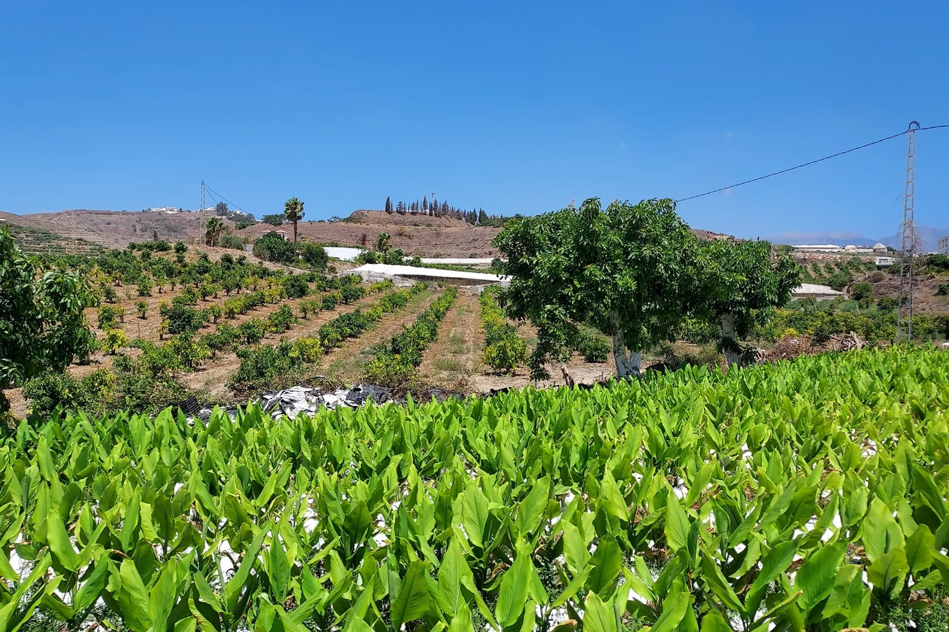 fresh-organic-turmeric-from-cerro-garbancito-spain-crowdfarming-fresh