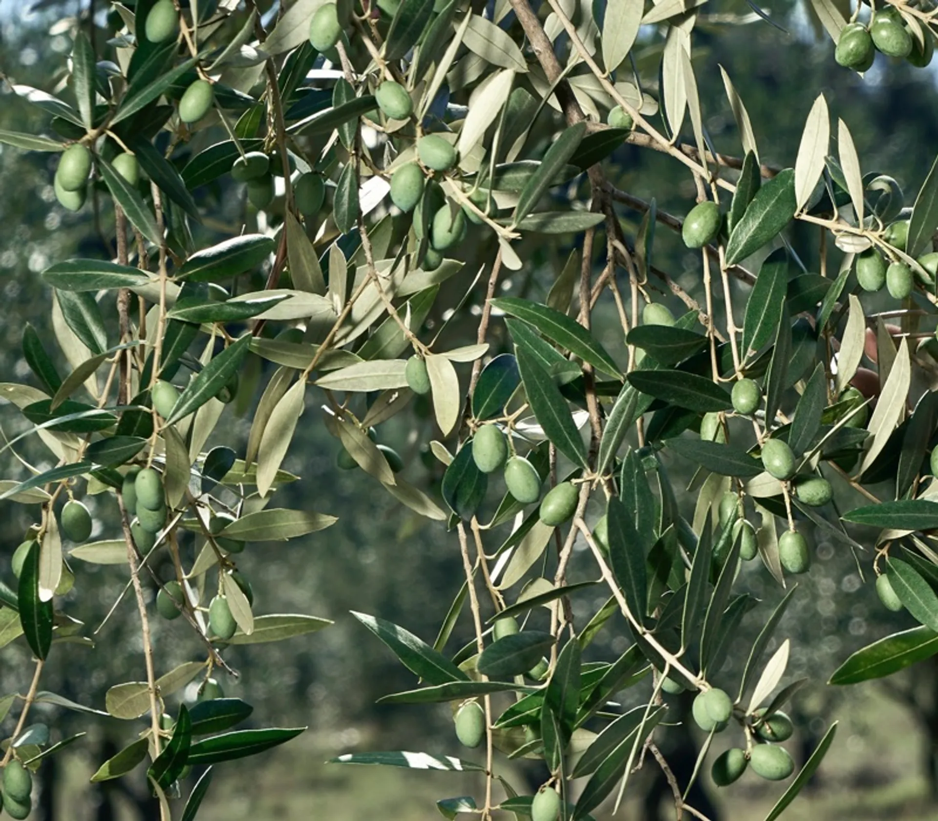 Einen Baum adoptieren und Ernte erhalten | CrowdFarming
