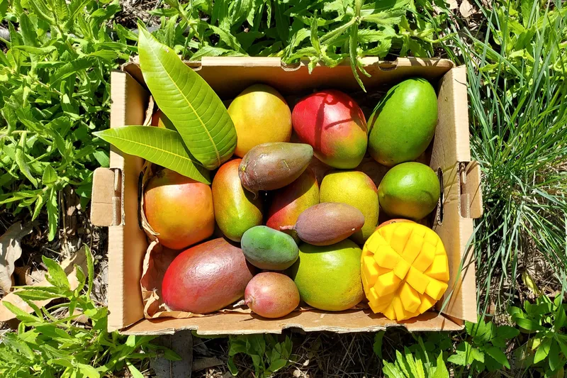 Mango: Particularly nutrient-rich and regenerative