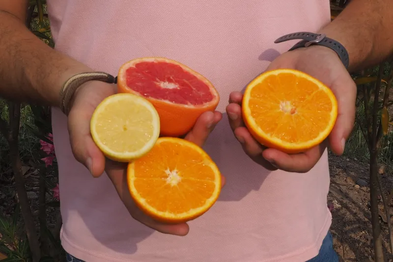 Organic oranges, lemons and grapefruit from Romal, Spain CrowdFarming