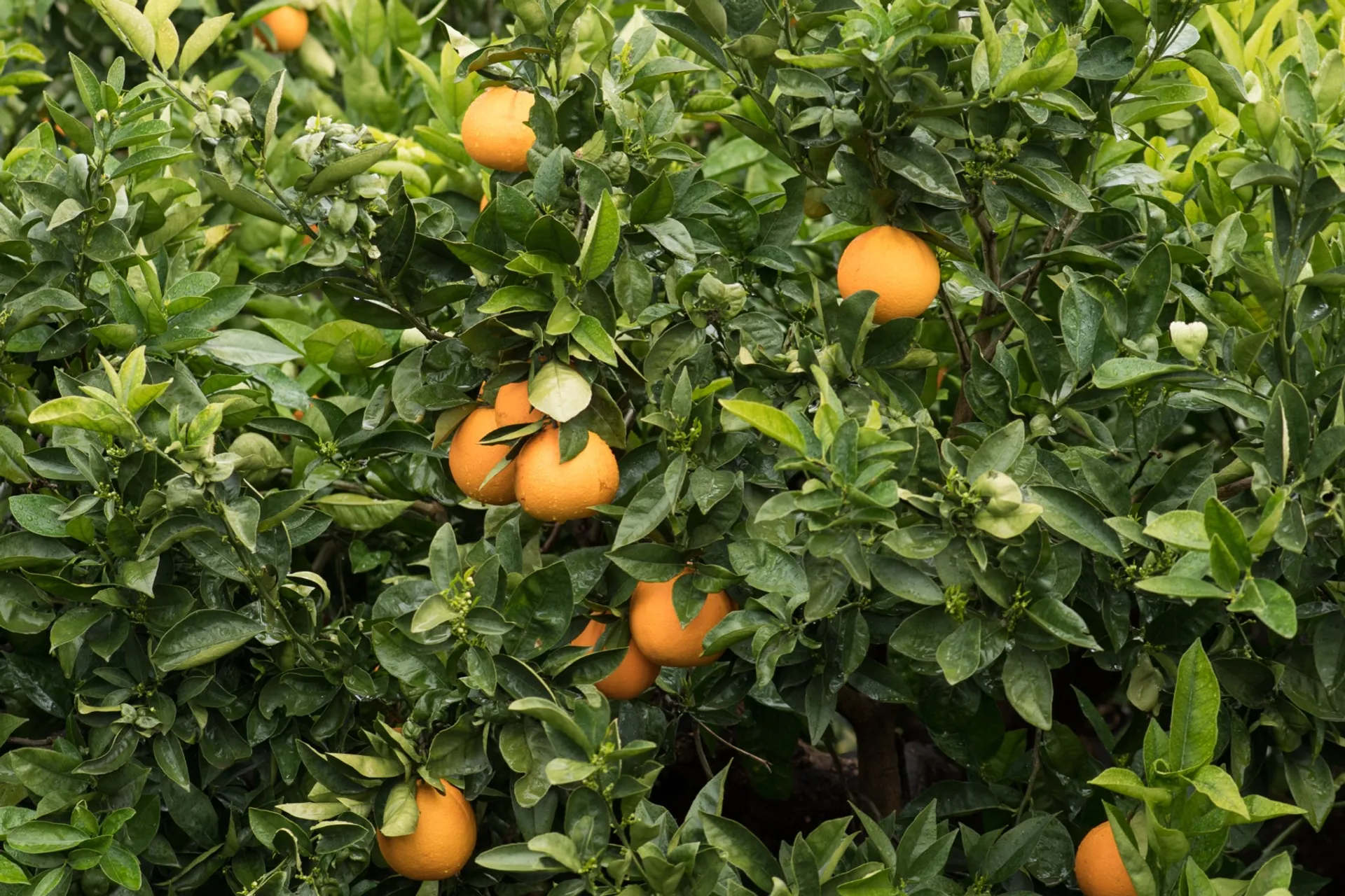 Organic oranges from El Sevillano, Spain CrowdFarming farm fresh