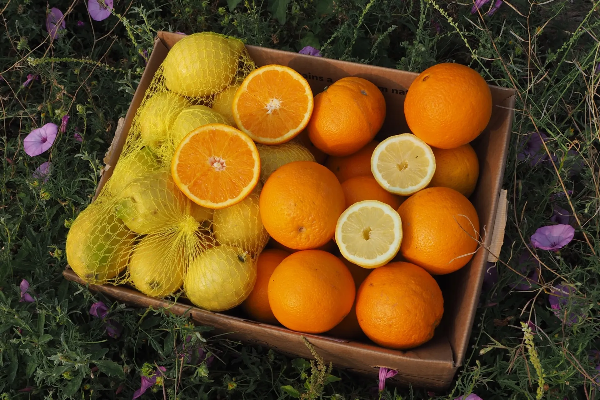 Organic oranges and lemons from Romal, Spain CrowdFarming farm fresh