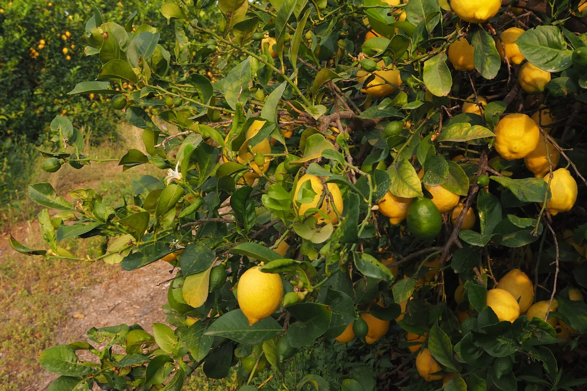 Organic oranges and lemons from Romal, Spain CrowdFarming farm fresh