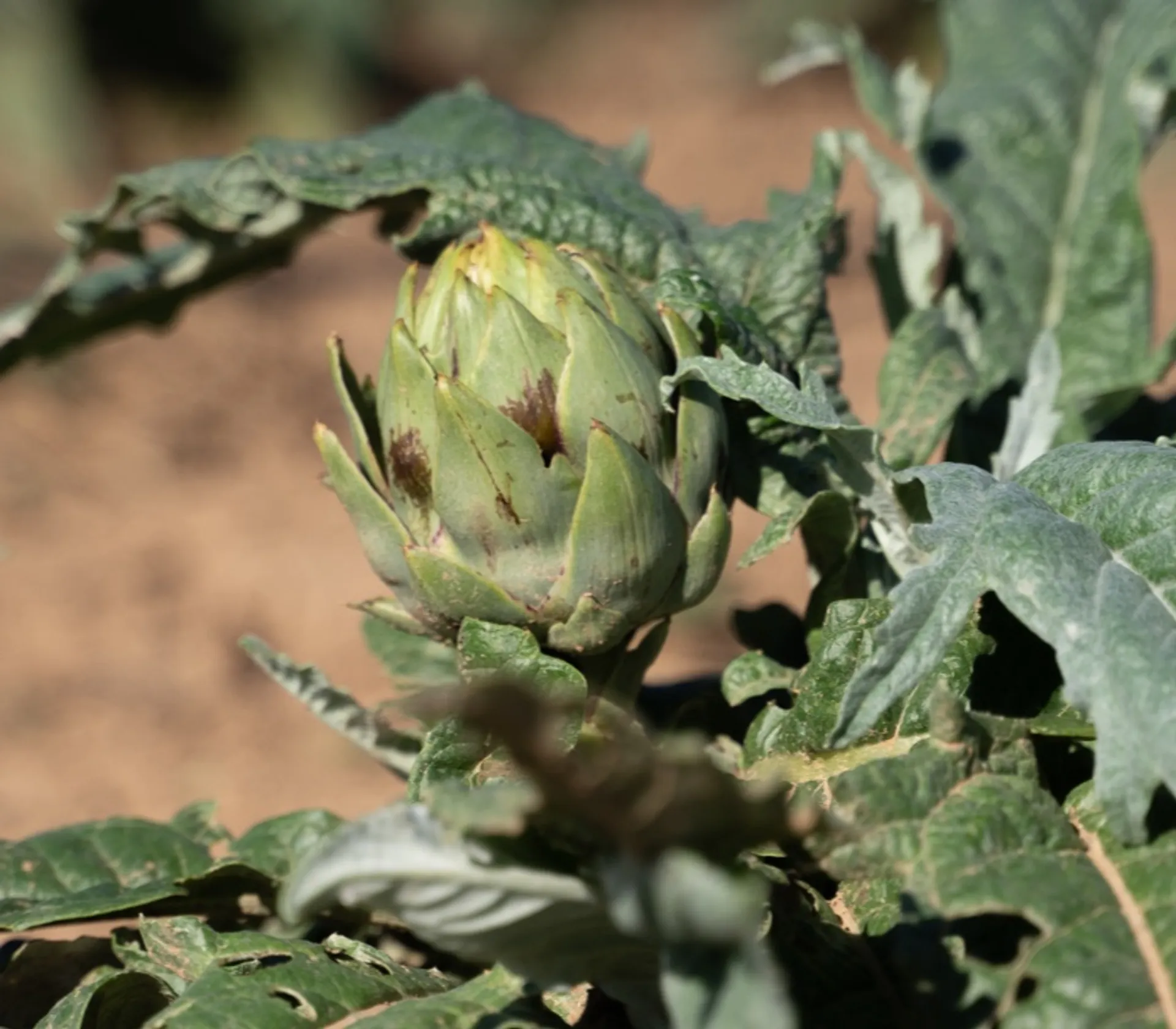 Organic preserved artichokes from BioTrailla, Spain CrowdFarming