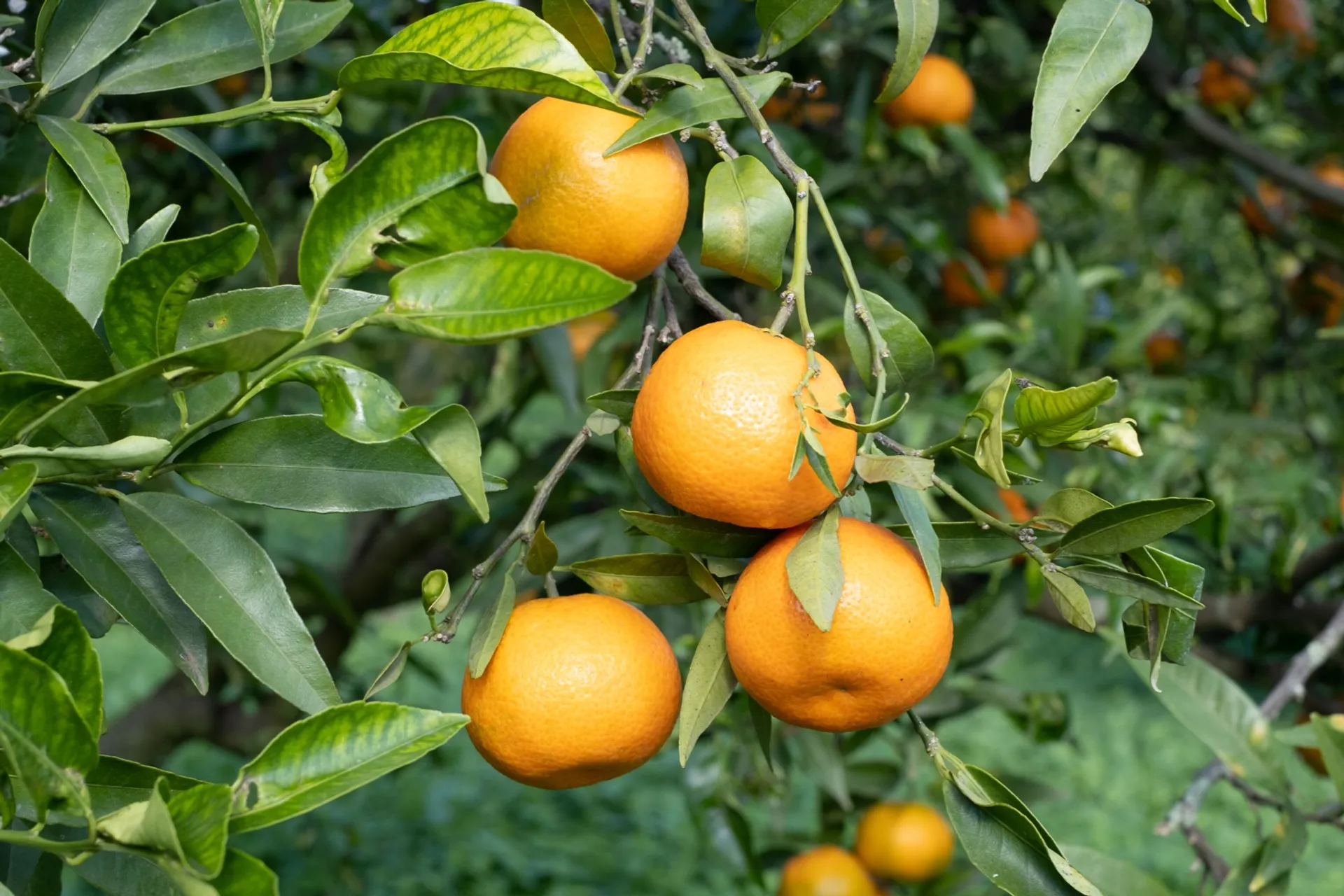 Clementinen g.g.A. und Kiwis von Cooperativa I Frutti del Sole, Italien