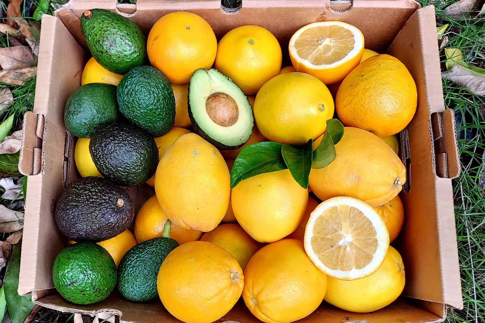 Organic oranges and organic avocados from El Sevillano, Spain