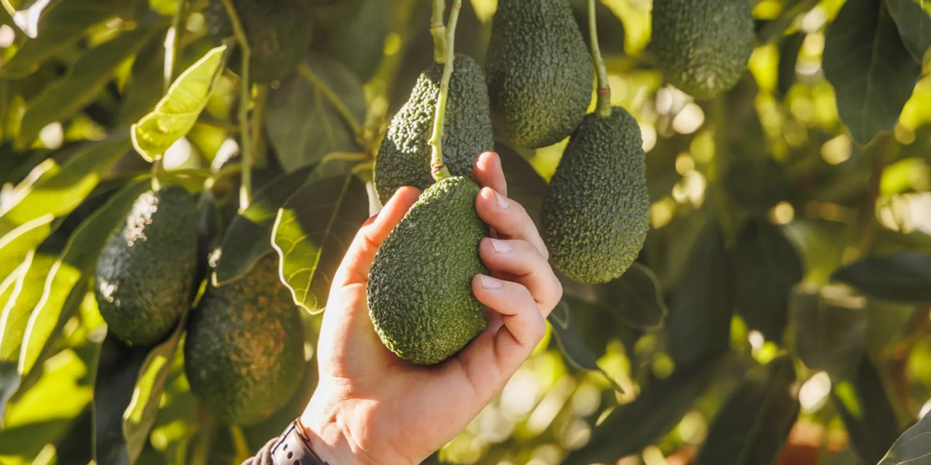 Avocados from Domaines De La Taste, France | CrowdFarming: adopt an ...