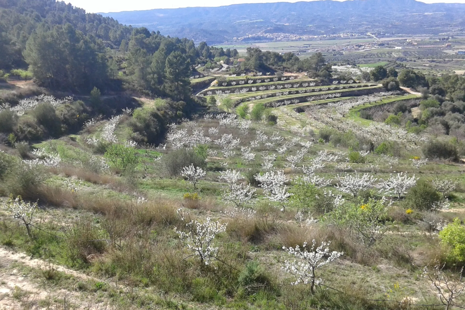 Organic cherries from Finca Forest, Spain | CrowdFarming: farm fresh ...