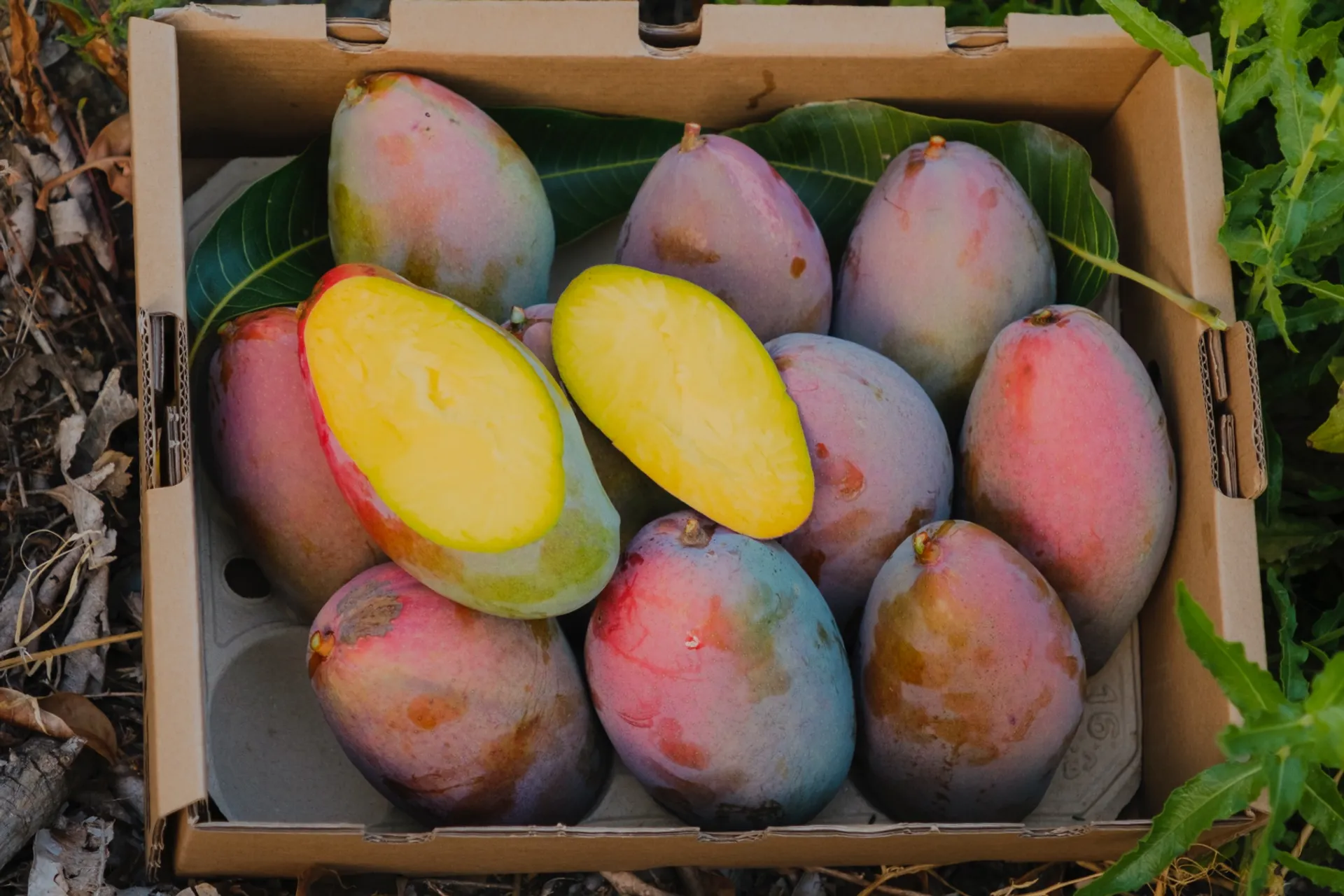 Mangos from Cabrillas de Vélez, Spain CrowdFarming farm fresh fruits