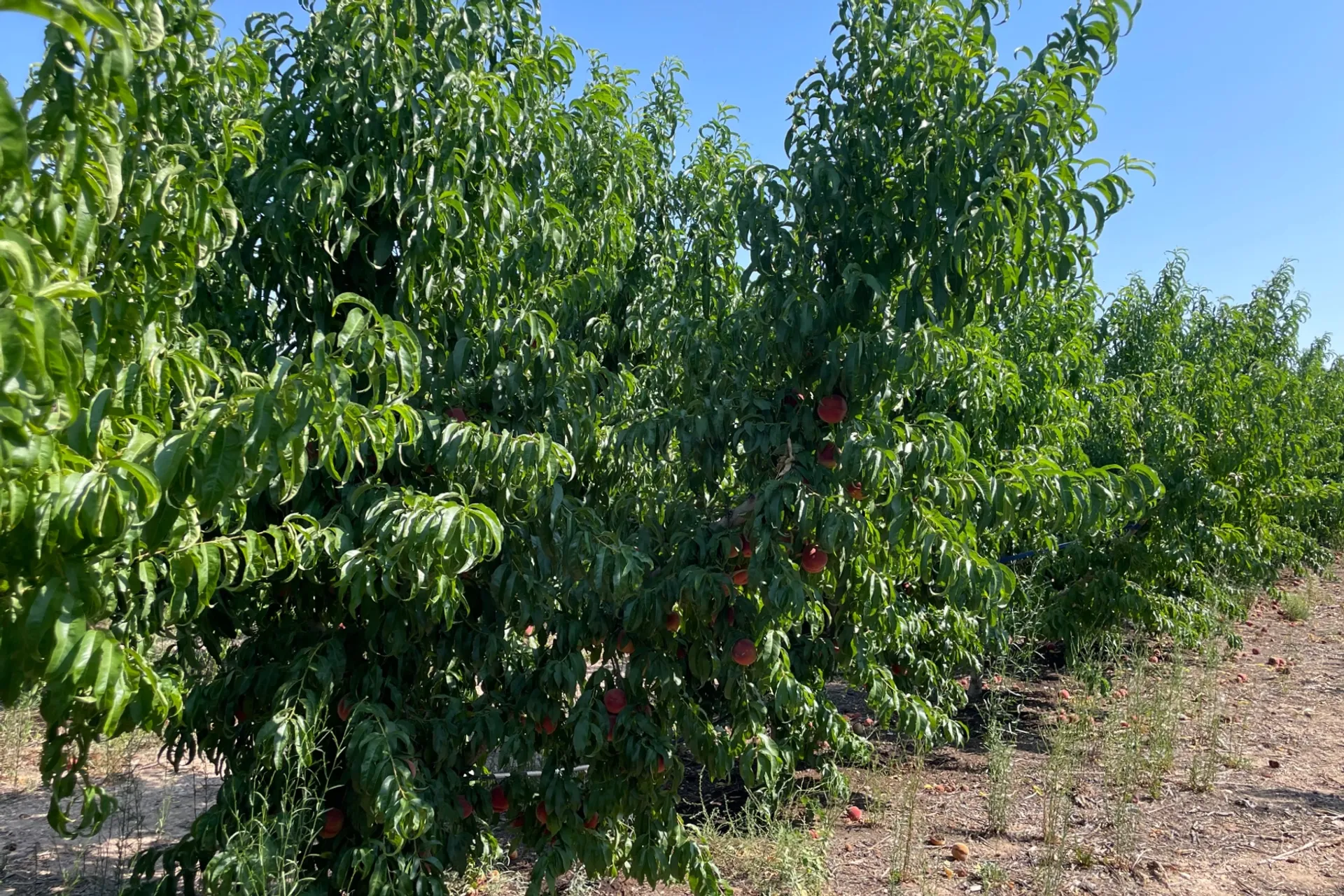 Pfirsiche von BioSanz, Spanien | CrowdFarming: Saisonales Obst und ...