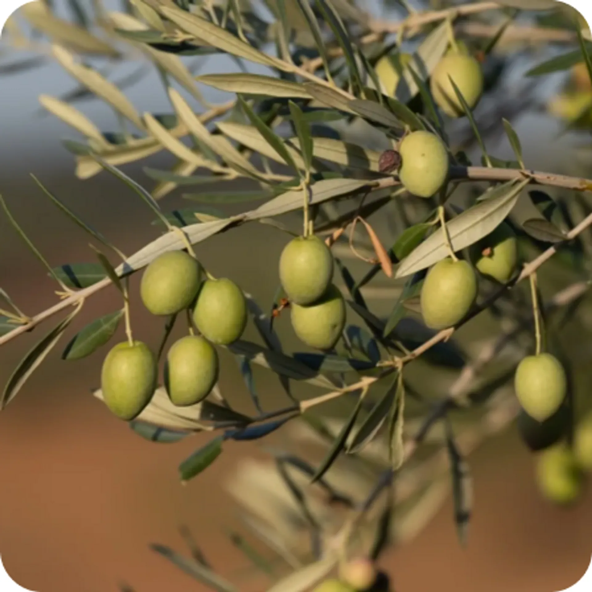 welcher dünger für olivenbaum im topf Olivenbaum Dünger von Flora Boost main image 1