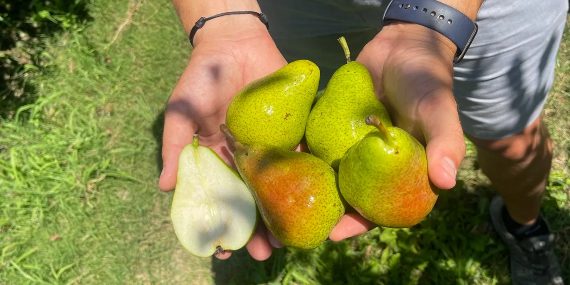 Poires de Domaine Épicurien, France | CrowdFarming: adoptez un poirier