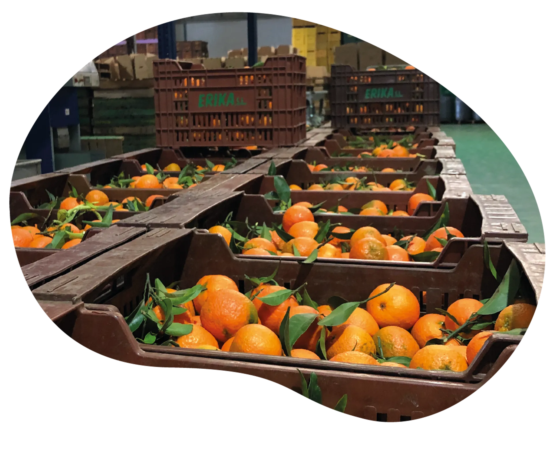 Truly fresh products for NGOs