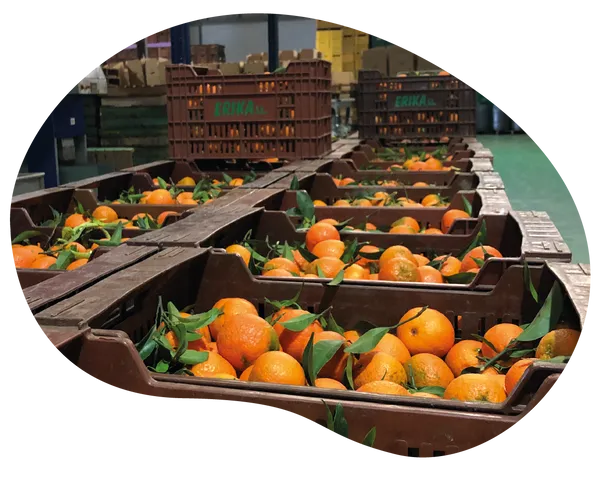 Truly fresh products for NGOs