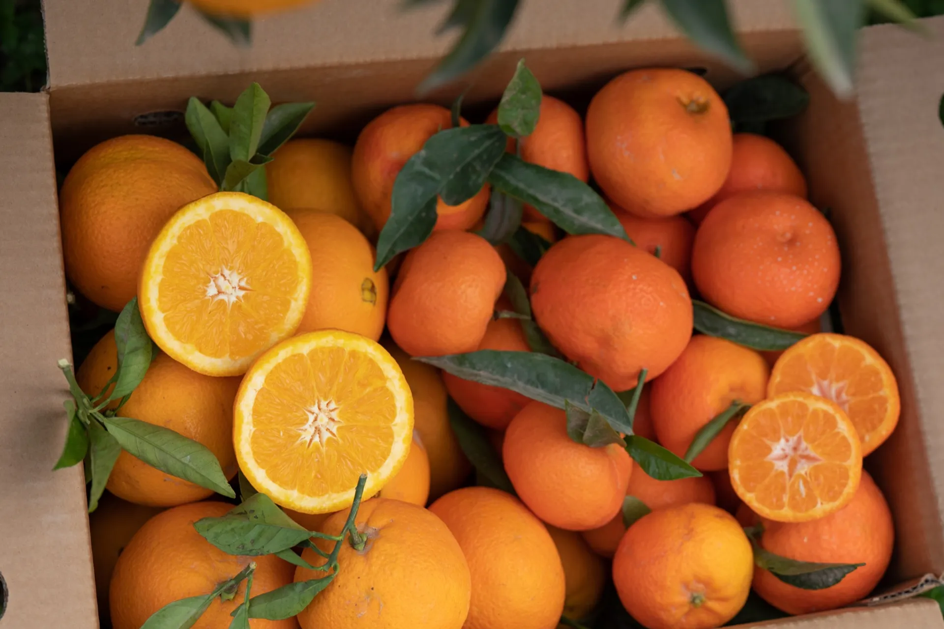 Arance e mandarini di Doña Ana, Spagna CrowdFarming: frutta e