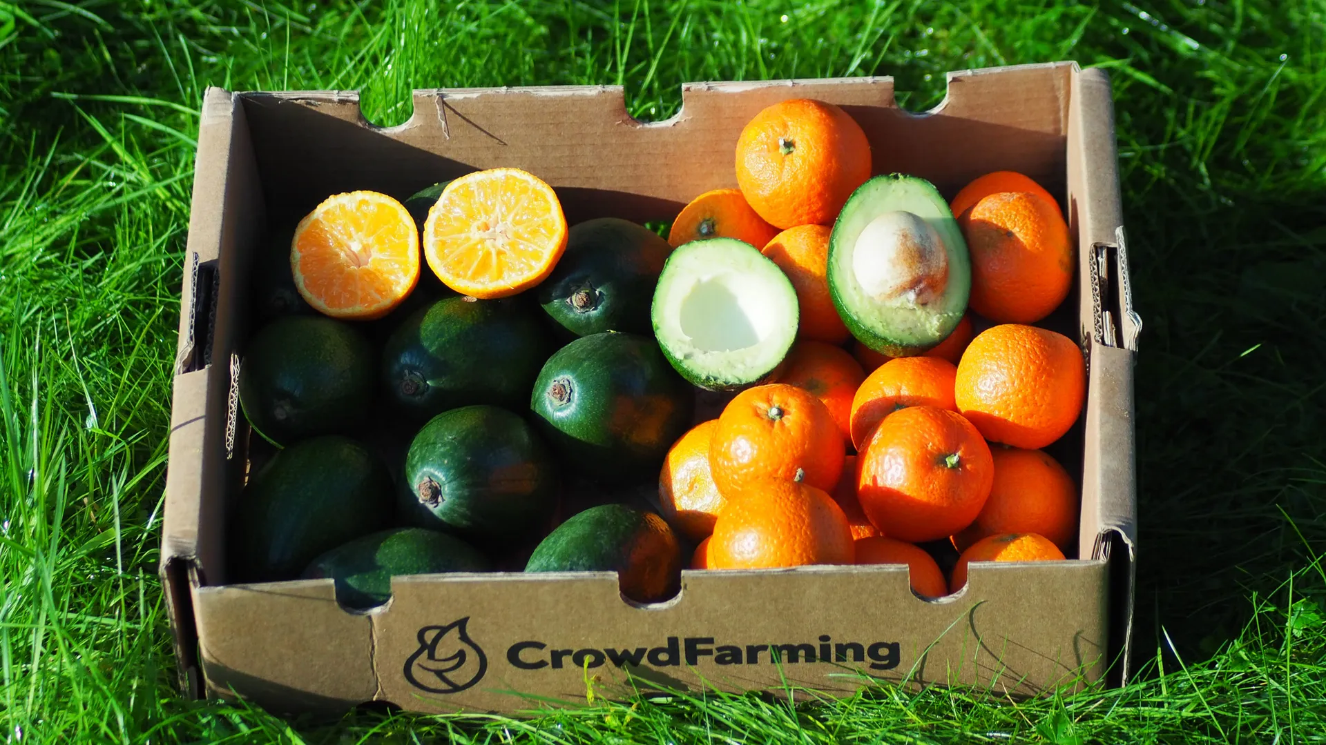 Gemischte Kisten mit Bio-Avocados und -Clementinen | CrowdFarming