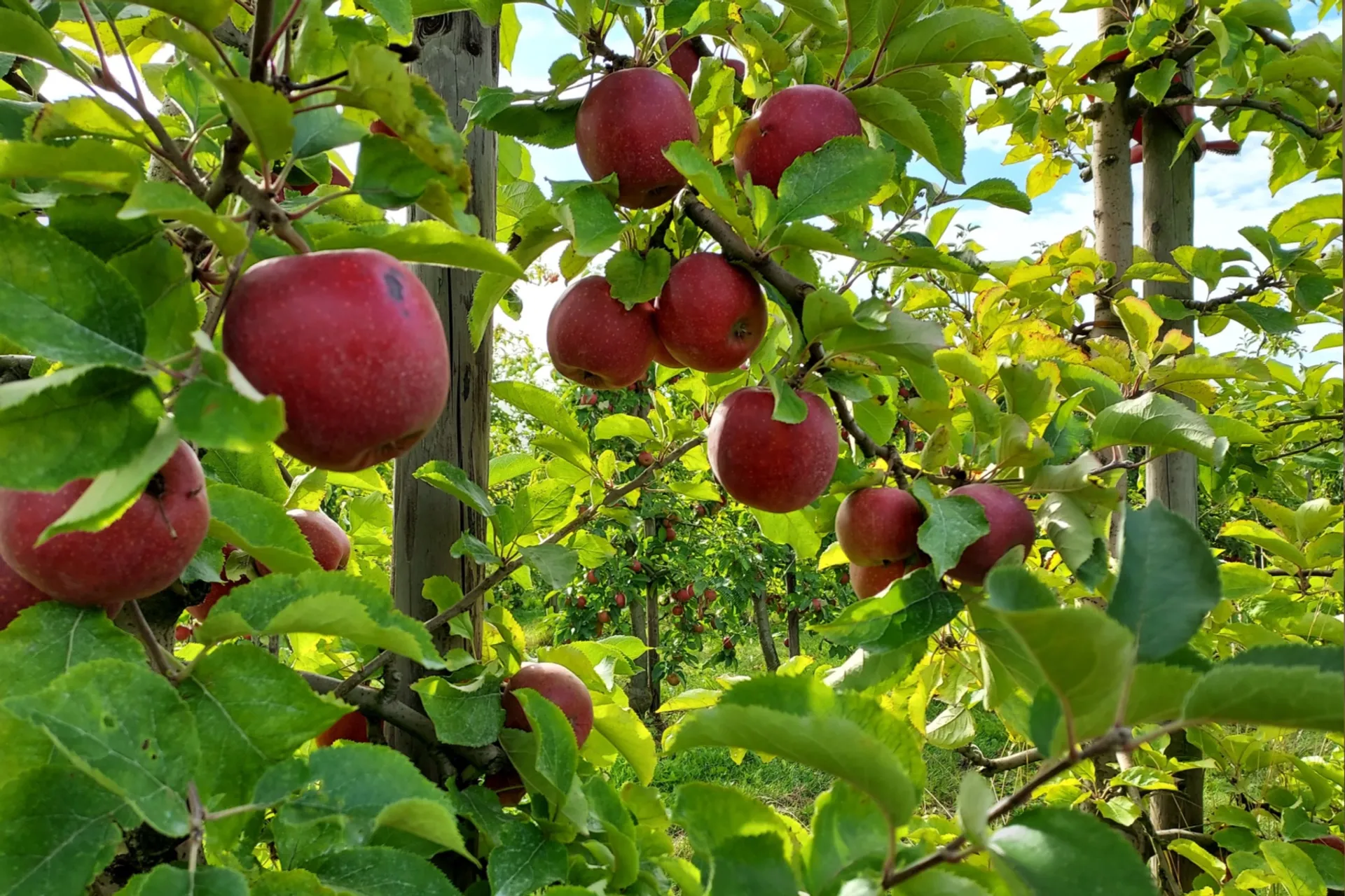 Äpfel \, image size:1920x1280