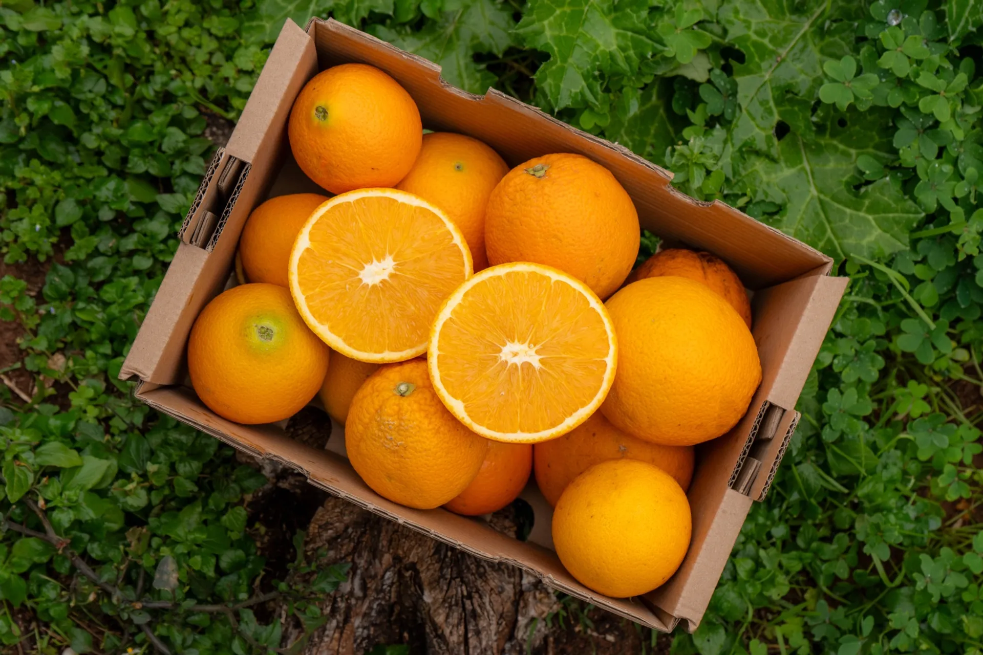Crowdfarming Neukunden – 3KG Orangen für 1,90€ (Bio Anbau, direkt vom Anbauer)