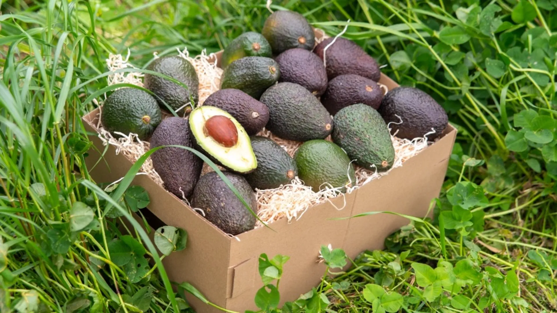 Organic Avocados from Persea Italia | CrowdFarming
