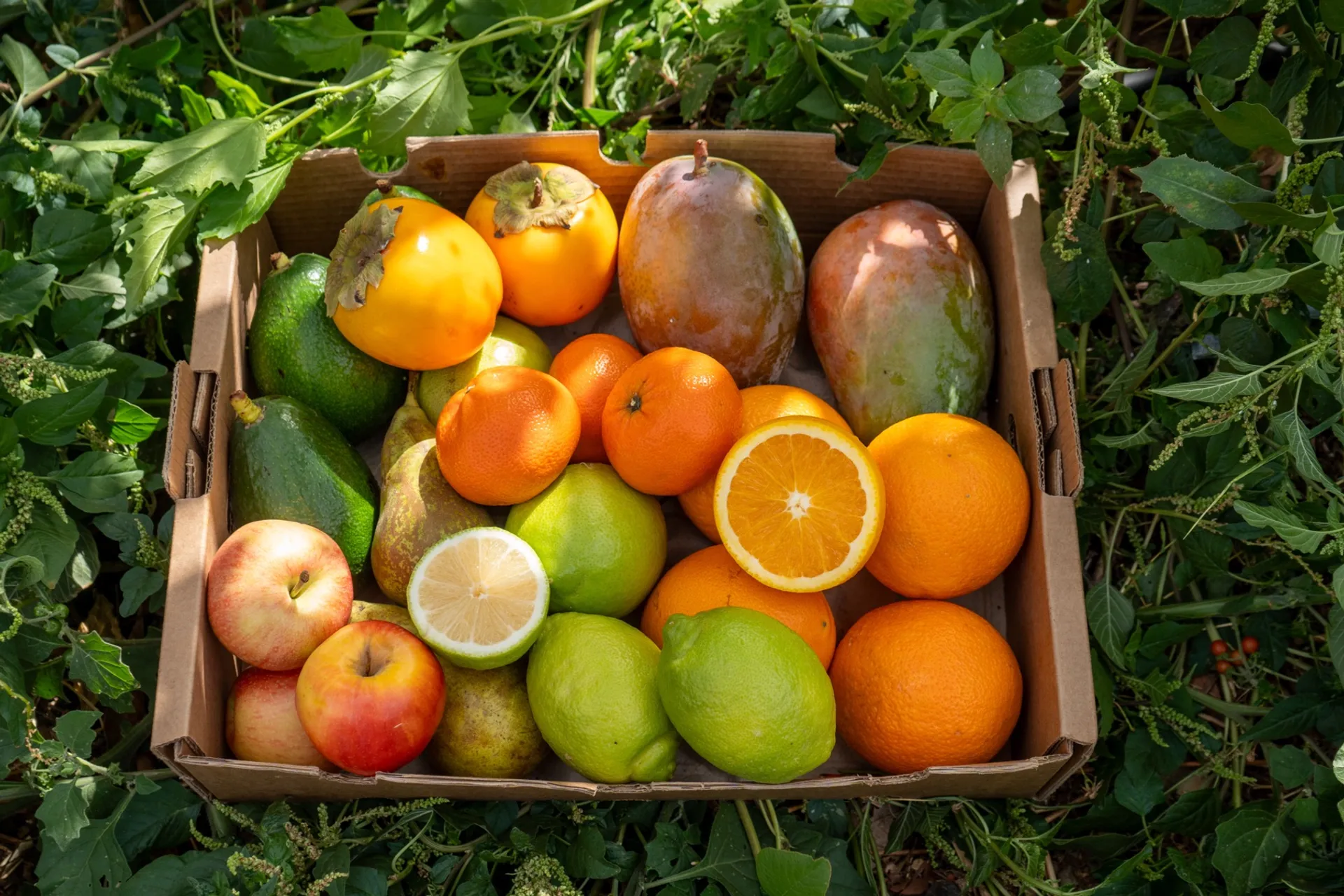 3 kg Überraschungsbox – Obst ohne chemische Düngemittel oder Pestizide angebaut