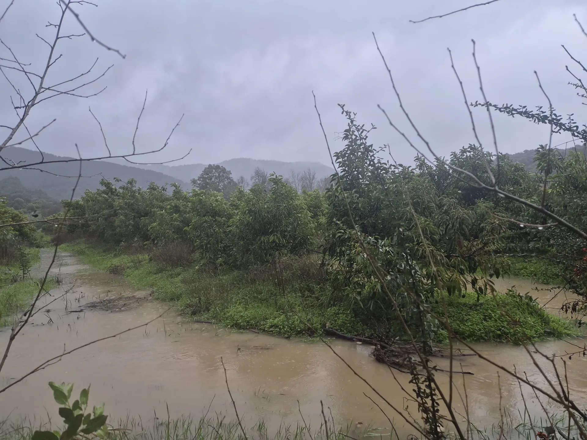 Starke Niederschläge in Zitrushaine