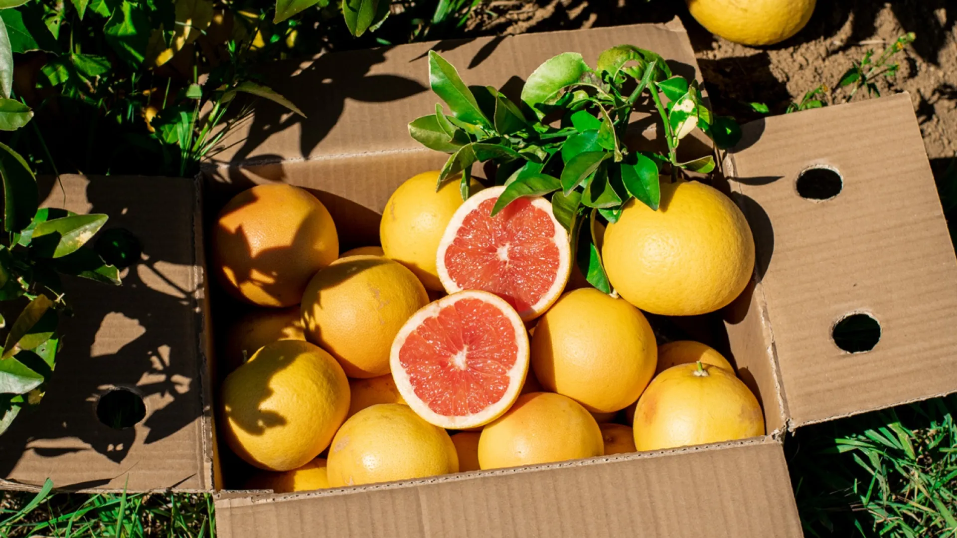 Einen Baum adoptieren und Ernte erhalten | CrowdFarming