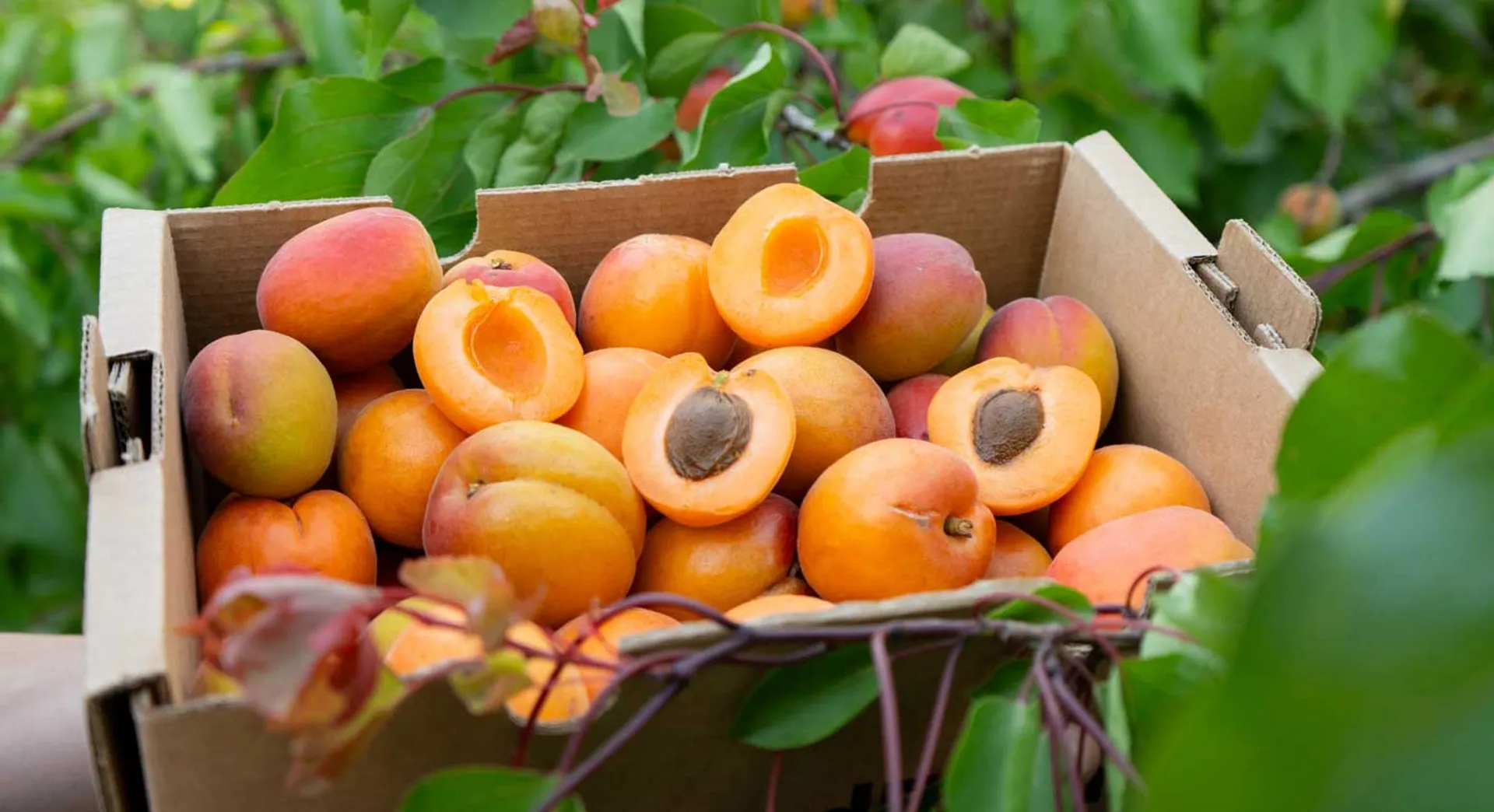 Einen Baum adoptieren und Ernte erhalten | CrowdFarming