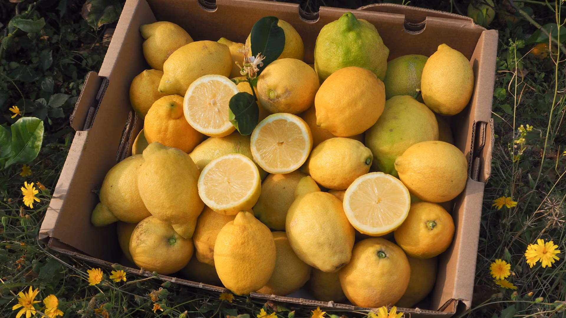Organic Lemons from Romal | CrowdFarming