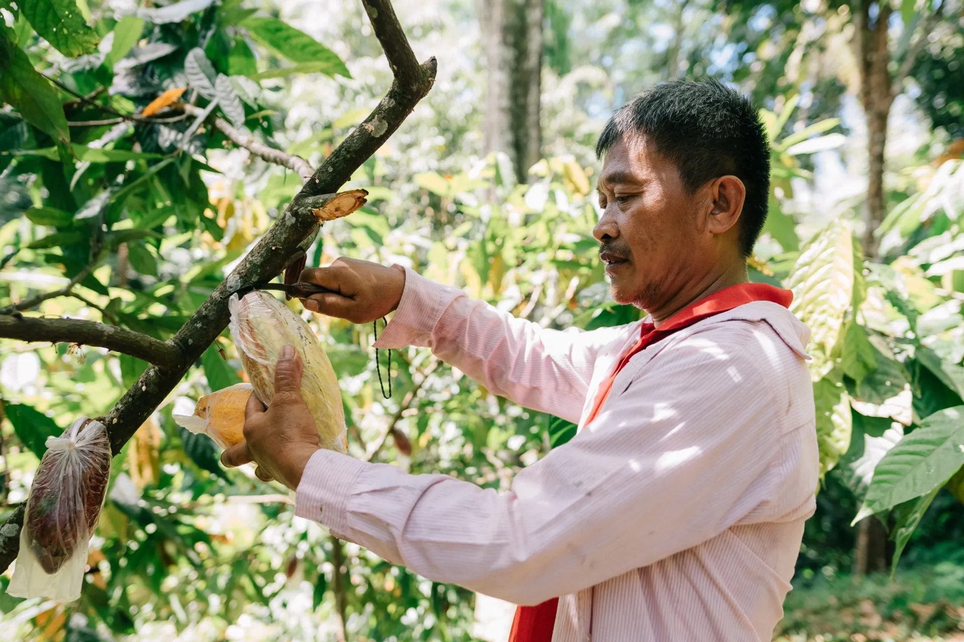 Highquality cacao from the Philippines CrowdFarming Blog