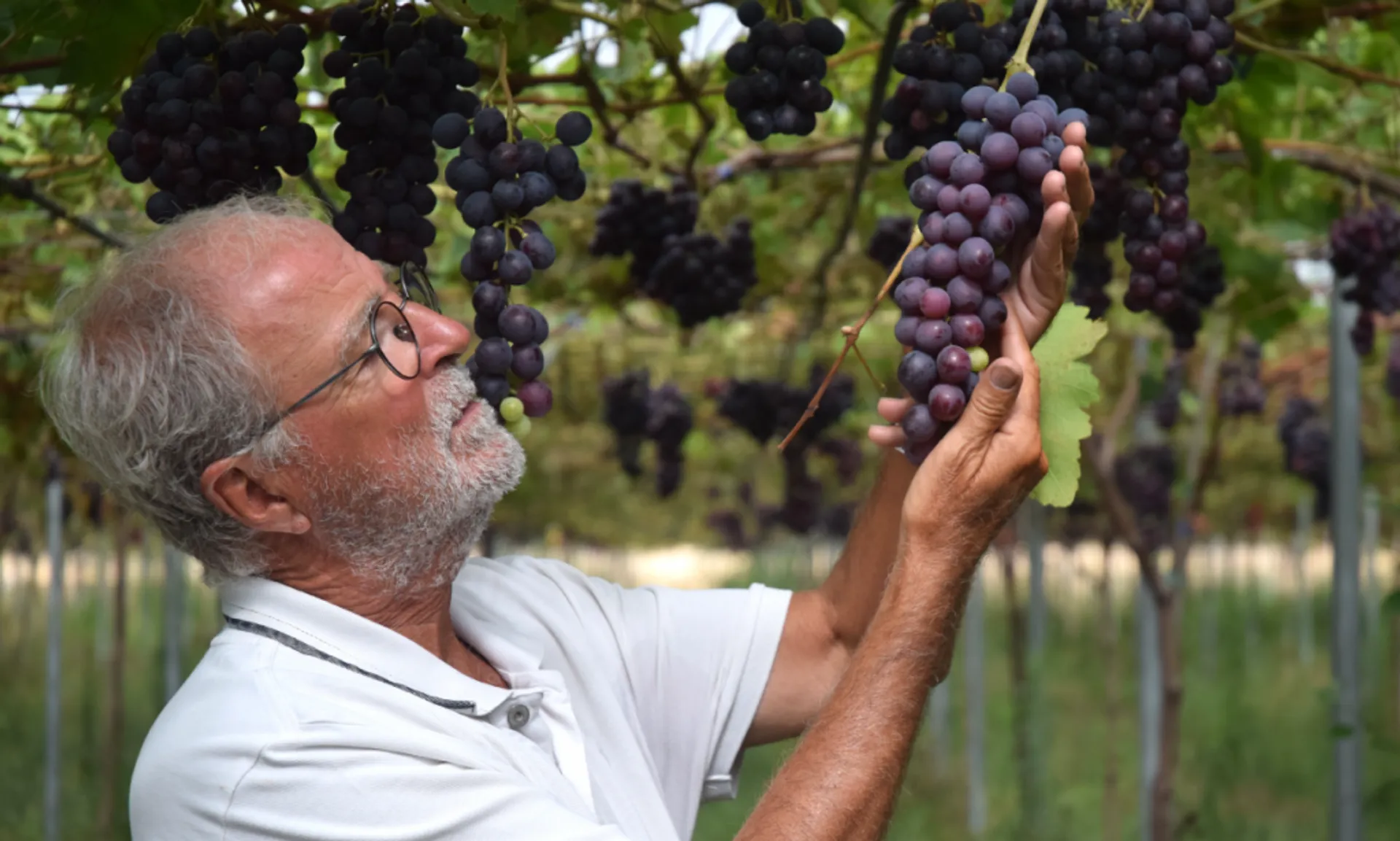 Demeter grapes - Casa Carlos Farm 