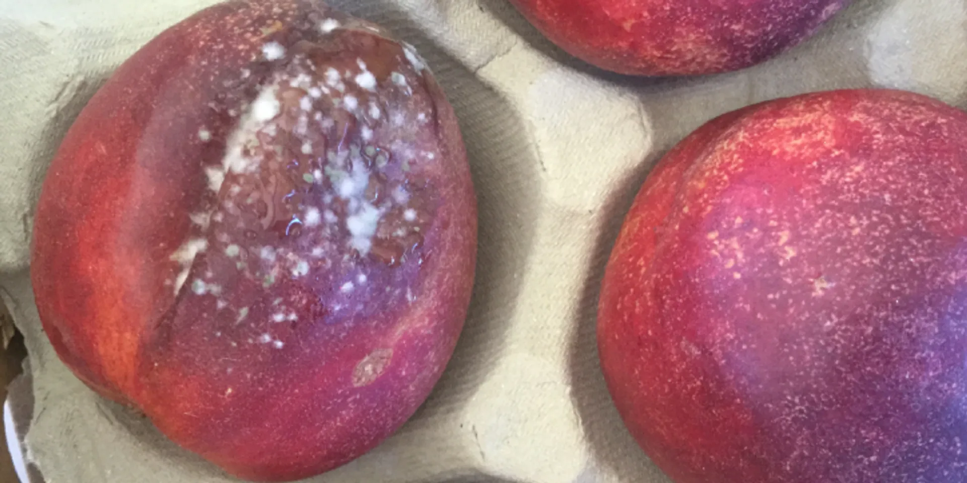 Rotten Mango Fruit On Image & Photo (Free Trial)