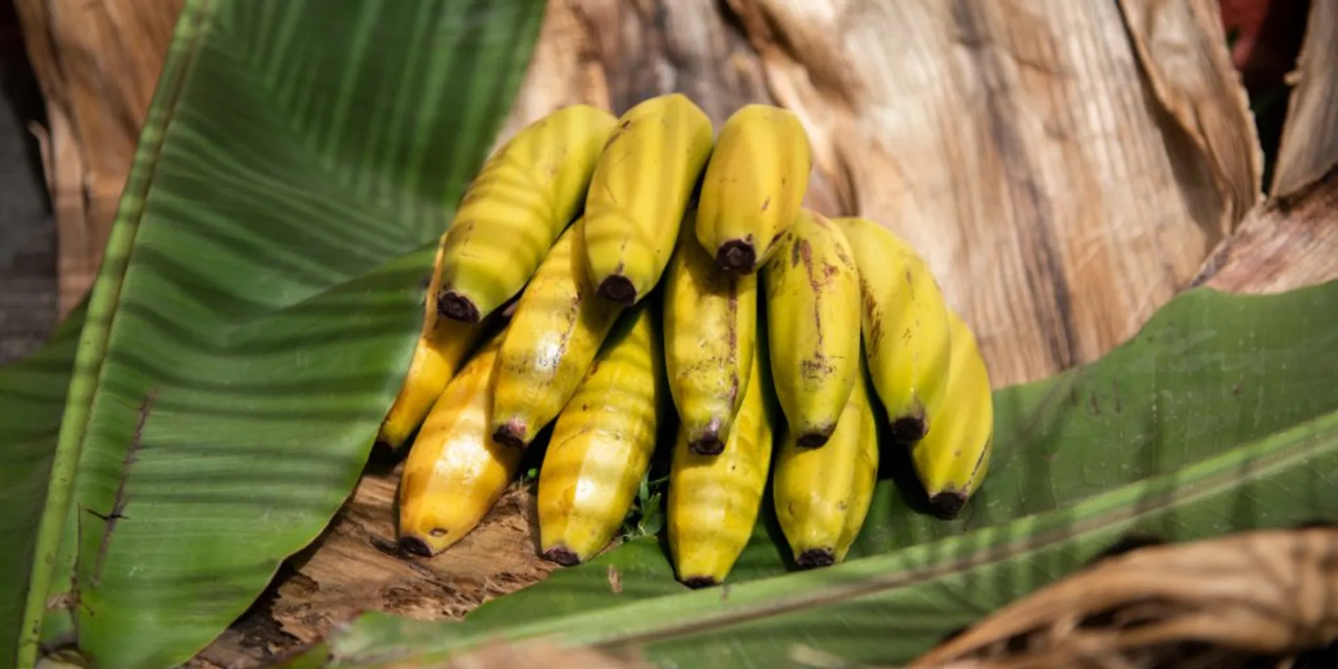 bananes des canaries