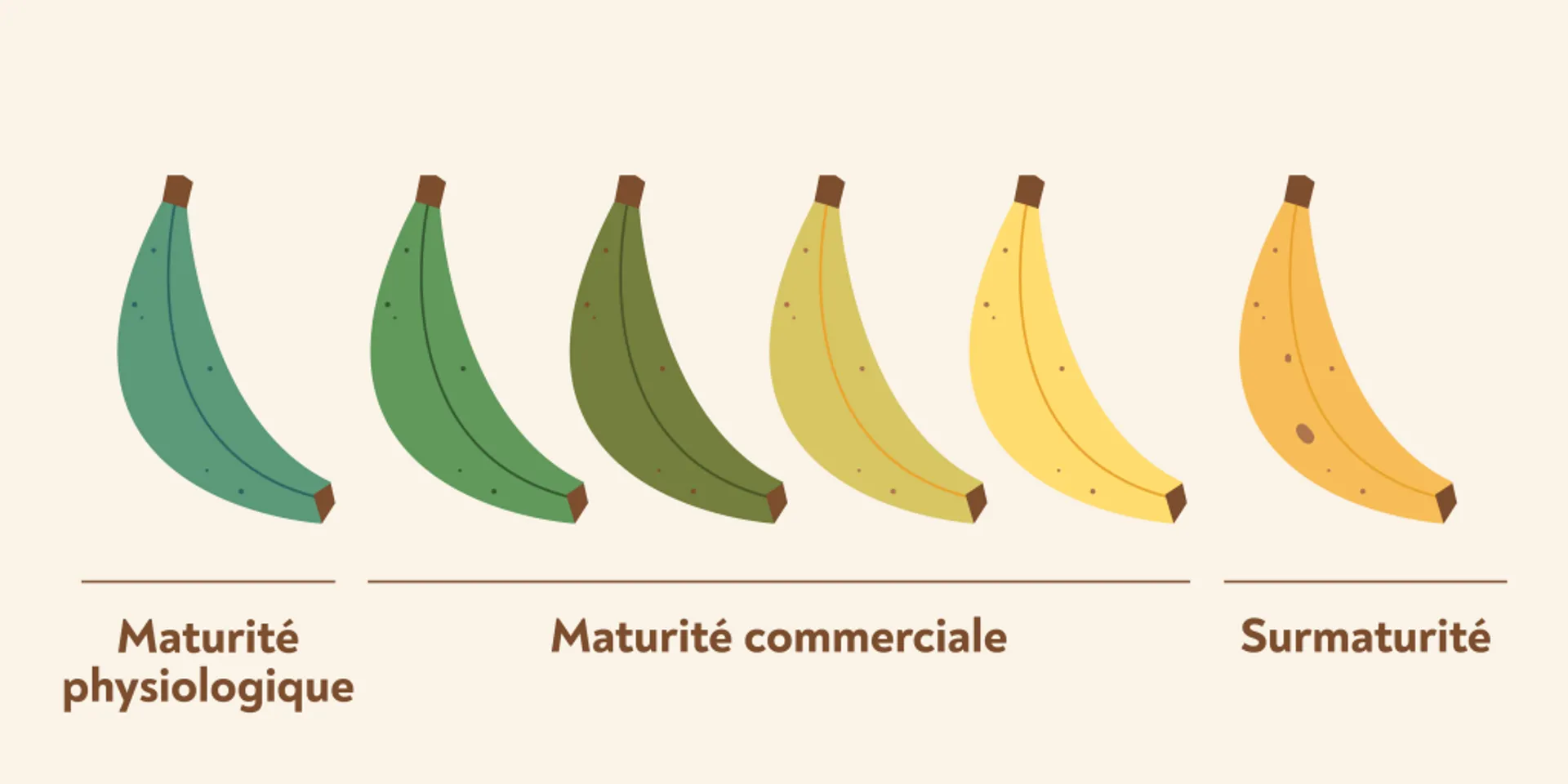 maturation des bananes