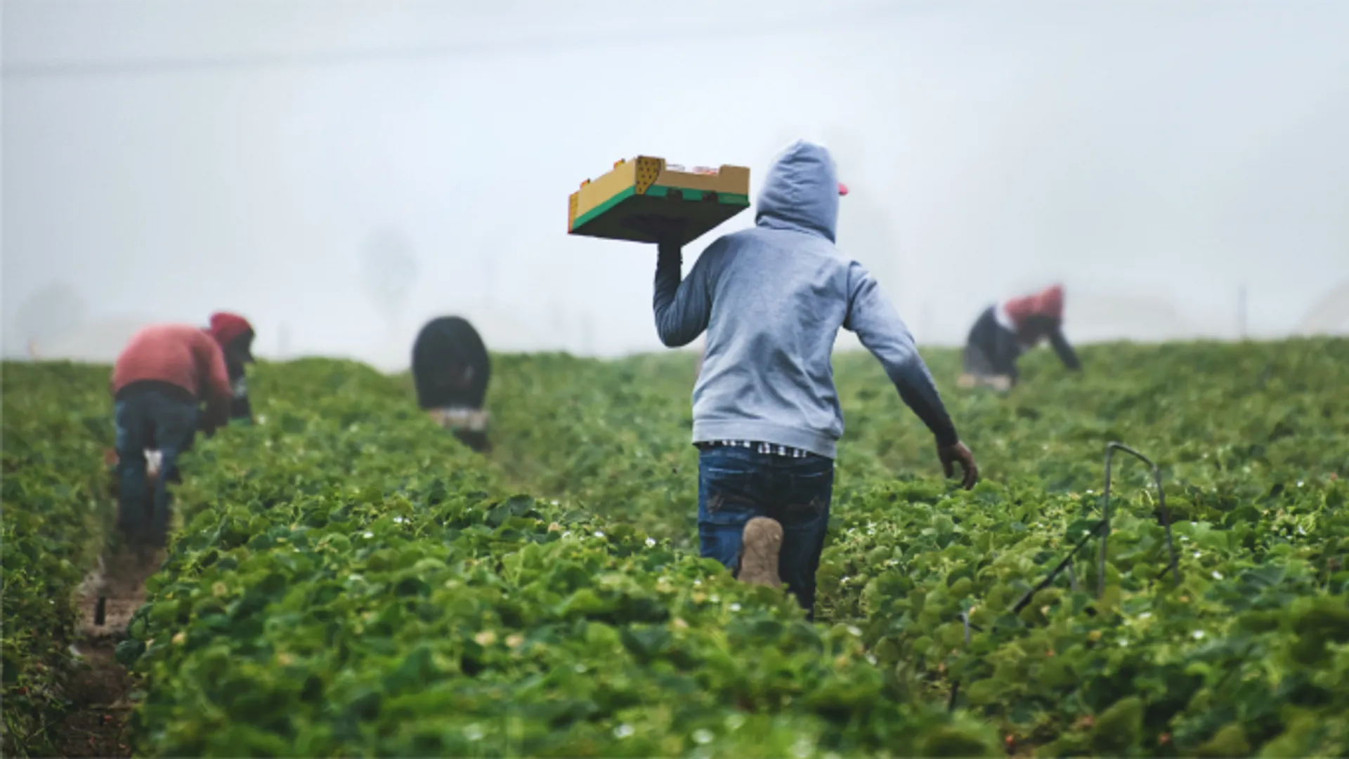 Arbeitsbedingungen in der Landwirtschaft - CrowdFarming Blog